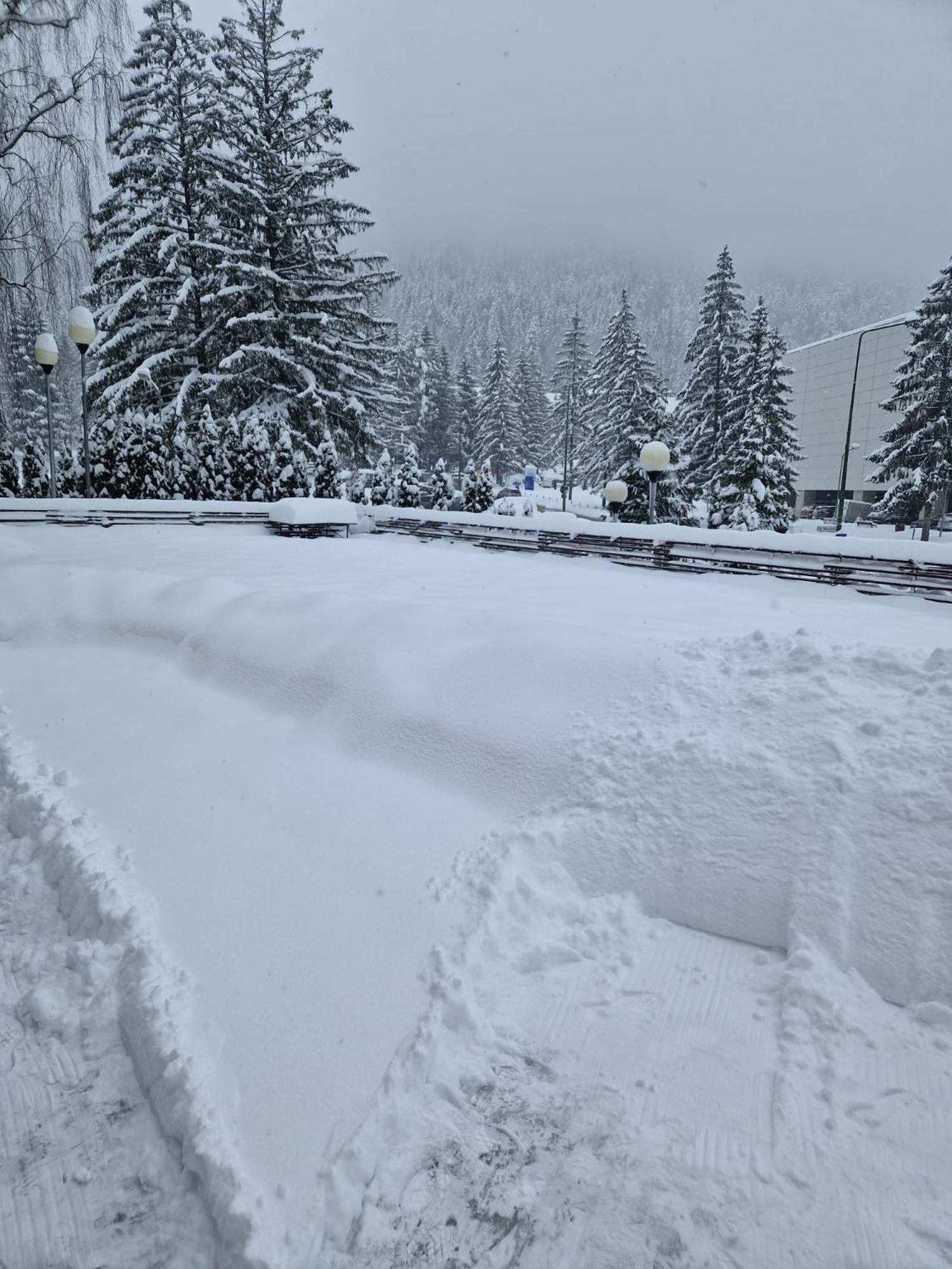 Vila Pinul Si Mesteacanul Poiana Brašov Exteriér fotografie